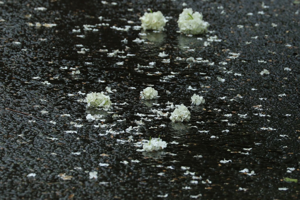 雨に咲く