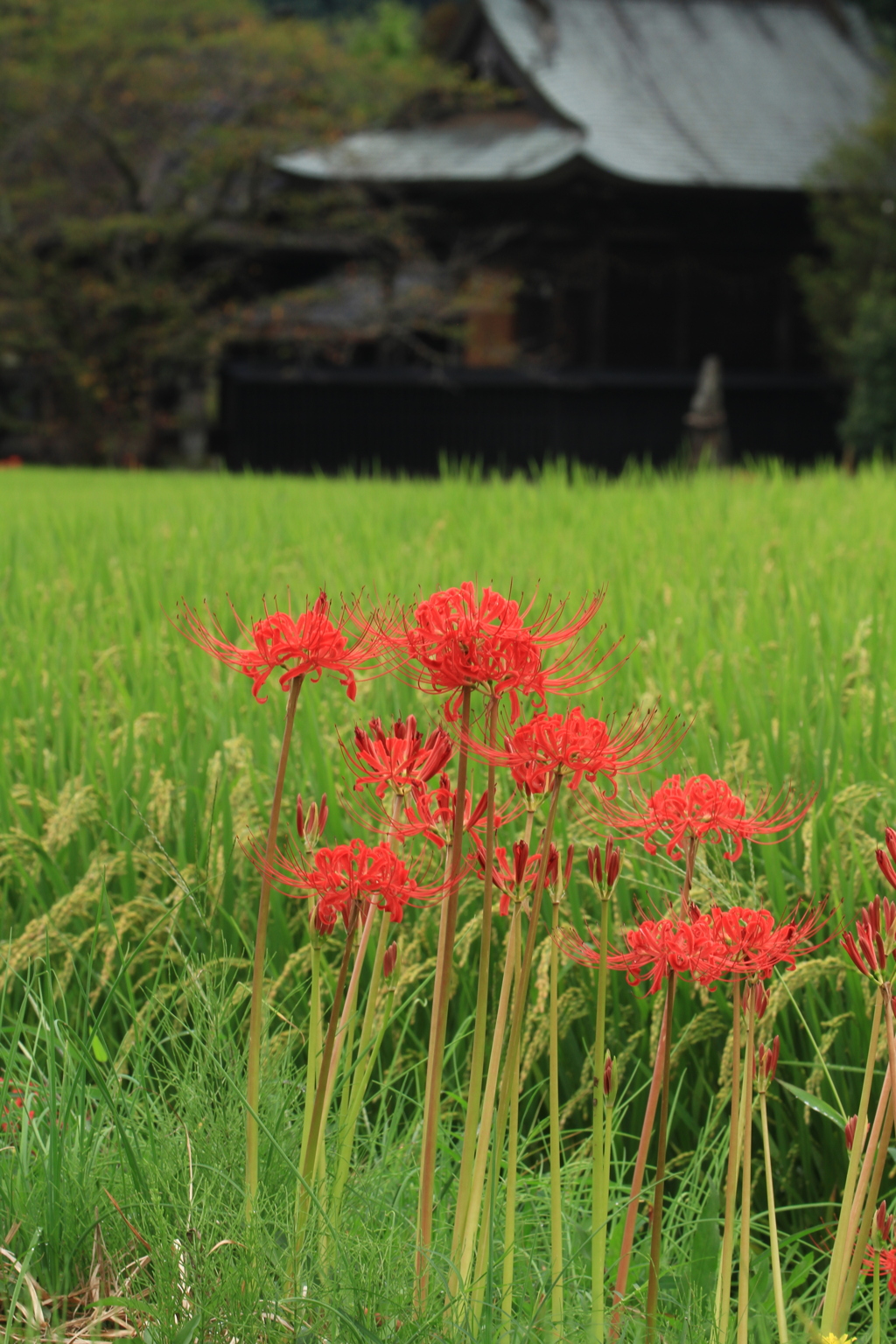 彼岸花