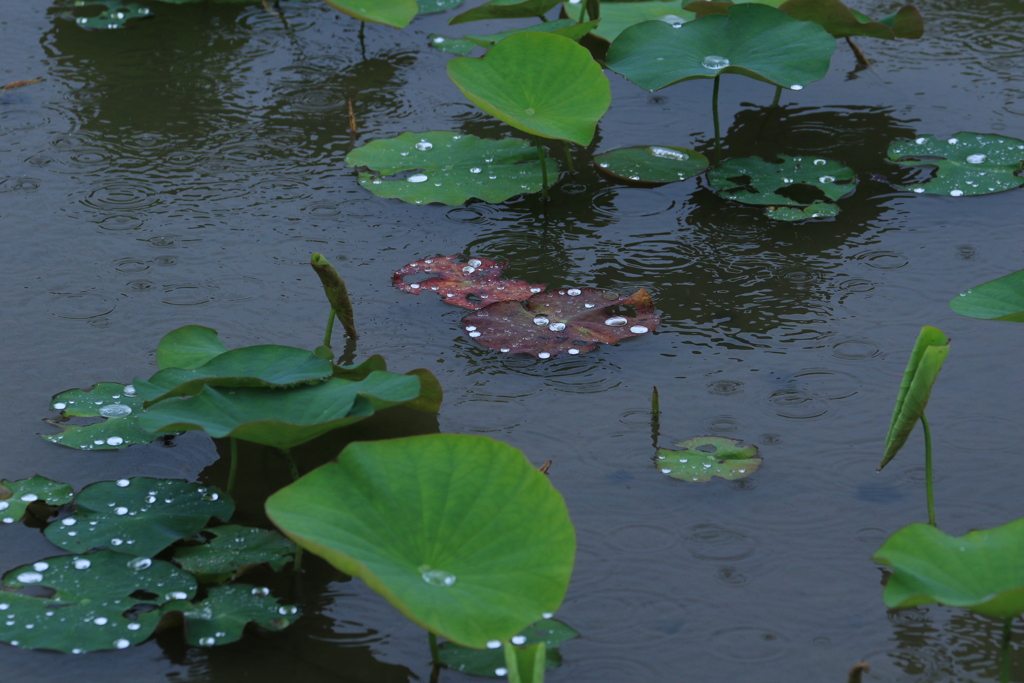 雨の蓮池