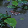 雨の蓮池