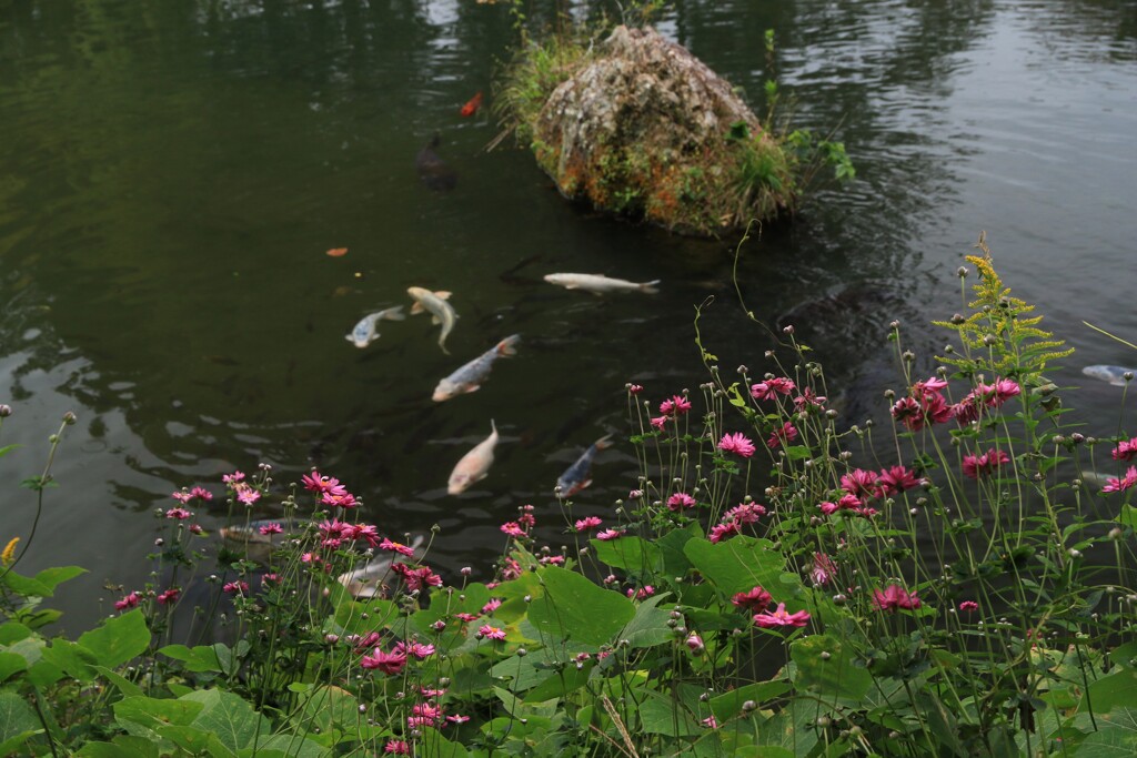 秋明菊の咲く泉水