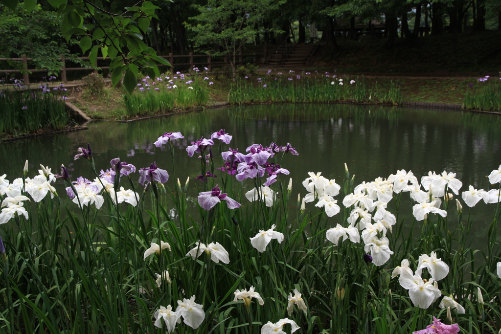 立岡公園の花菖蒲