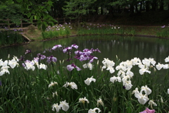 立岡公園の花菖蒲