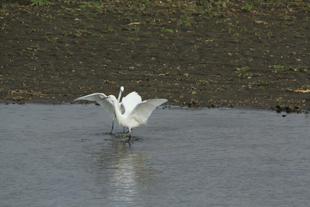 IMG_0706s水辺の戯れ