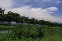 初夏の水辺