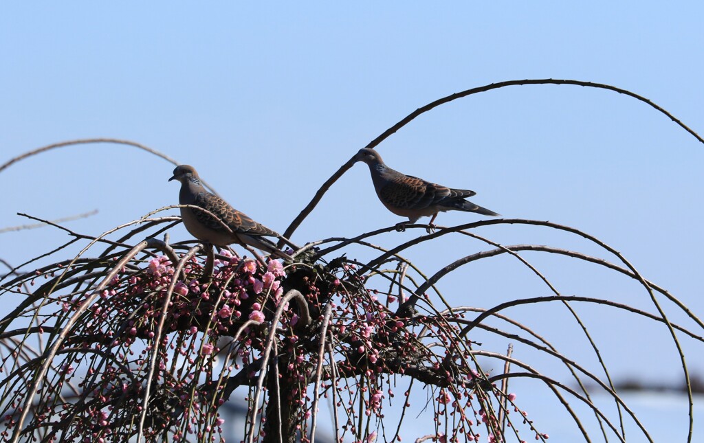 鳩もお花見！
