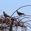 鳩もお花見！