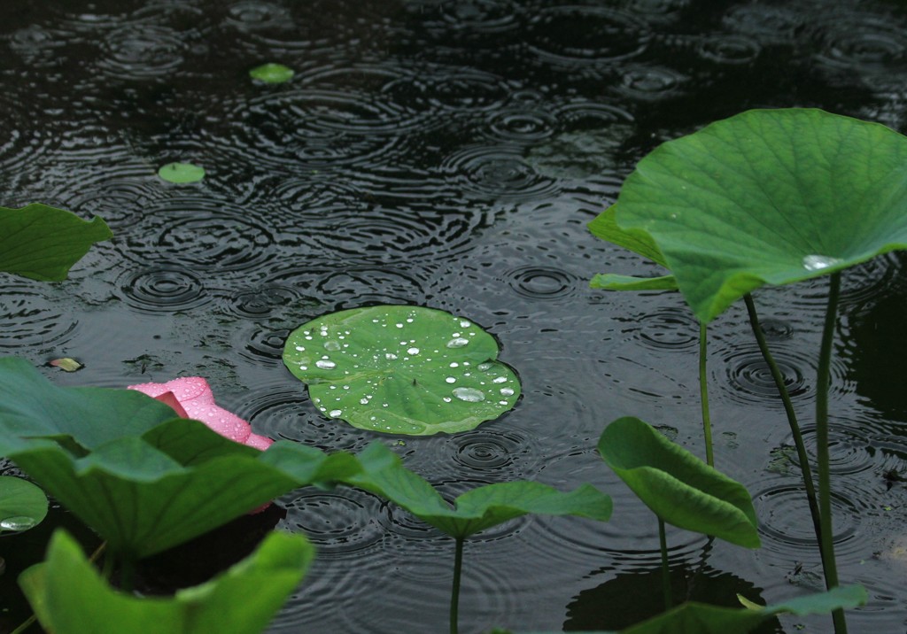 雨紋