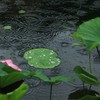 雨紋