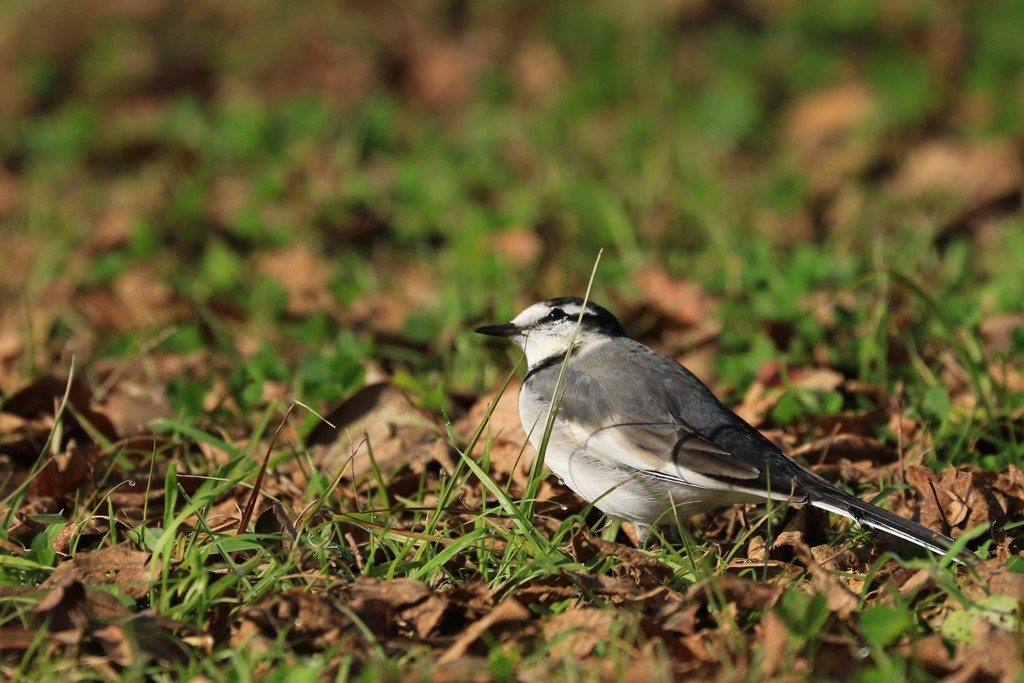 綺麗な瞳のハクセキレイ