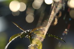 きらめき