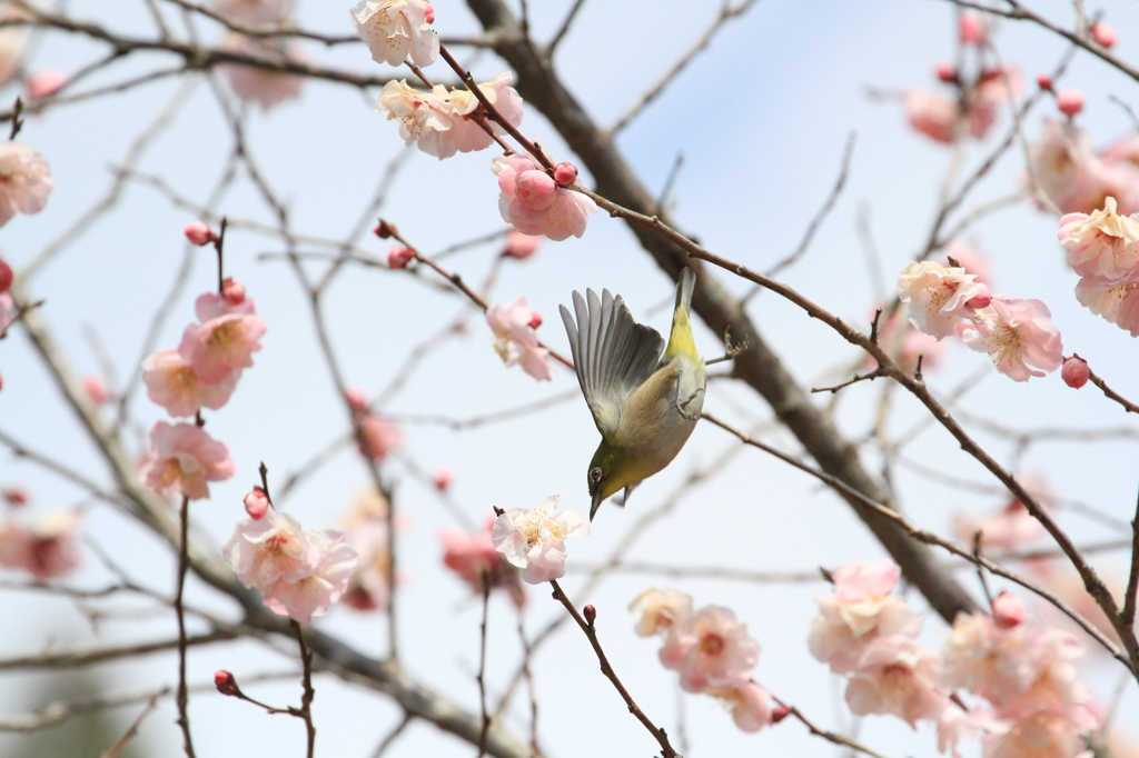 IMG_6736メジロさん