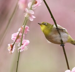 春うらら！