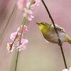 春うらら！