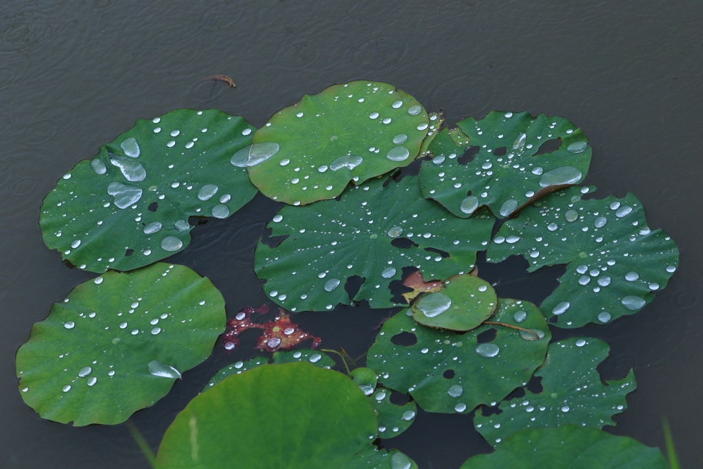 雨の蓮池