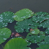 雨の蓮池