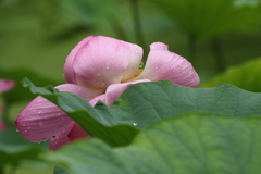 雨に咲く