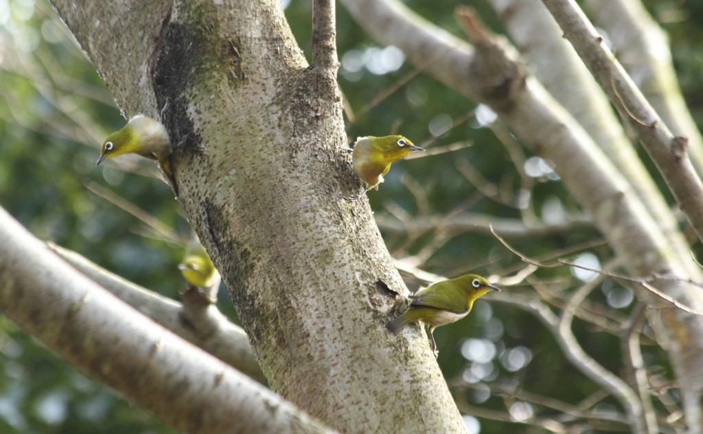 ひょうきんメジロさん