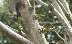 ひょうきんメジロさん