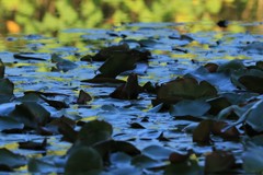秋の日の睡蓮池