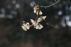 梅の香に誘われて