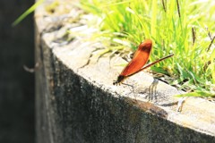 綺麗だな～