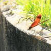 綺麗だな～