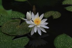 仲良し