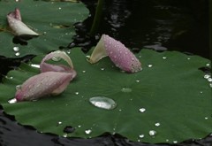 あめあがり