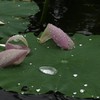 あめあがり