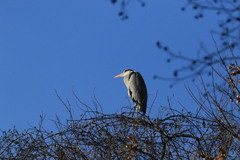見上げれば鷺