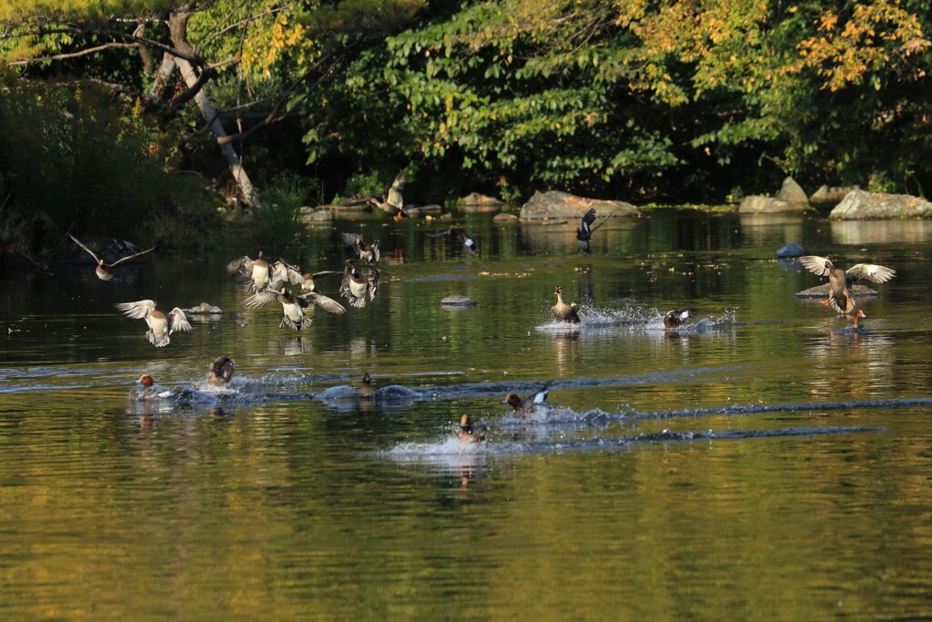 池風景