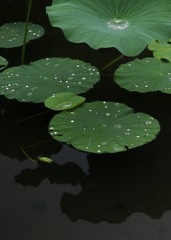 雨上がり