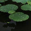 雨上がり
