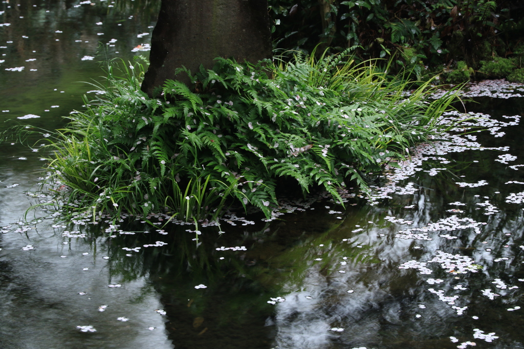 雨のあと