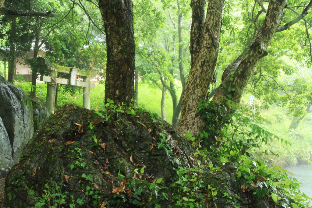 雨の小町堂（１）