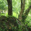 雨の小町堂（１）