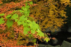 それぞれの紅葉