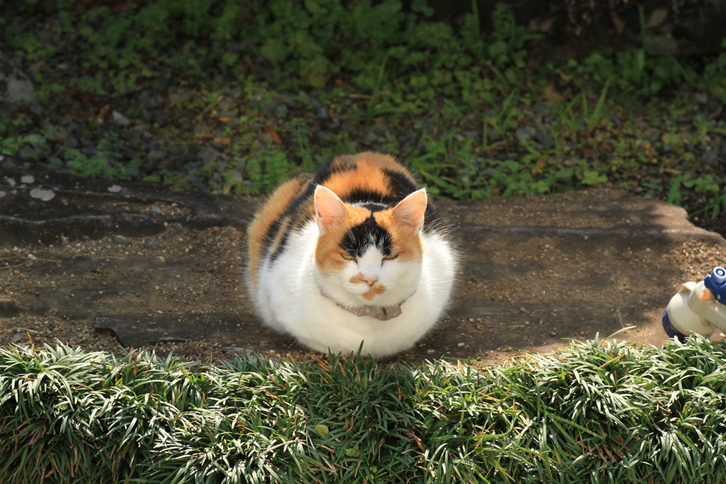 うちのみいちゃん