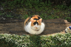 うちのみいちゃん うちのみいちゃん