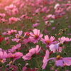 夕暮れコスモス