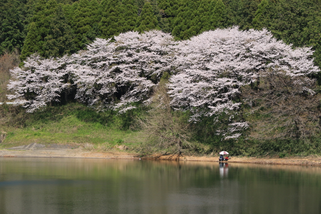 お花見日和