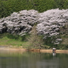 お花見日和