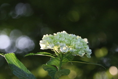 紫陽花
