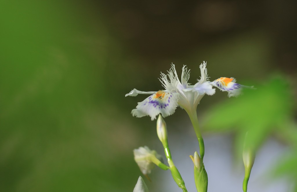 シャガの花