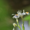 シャガの花