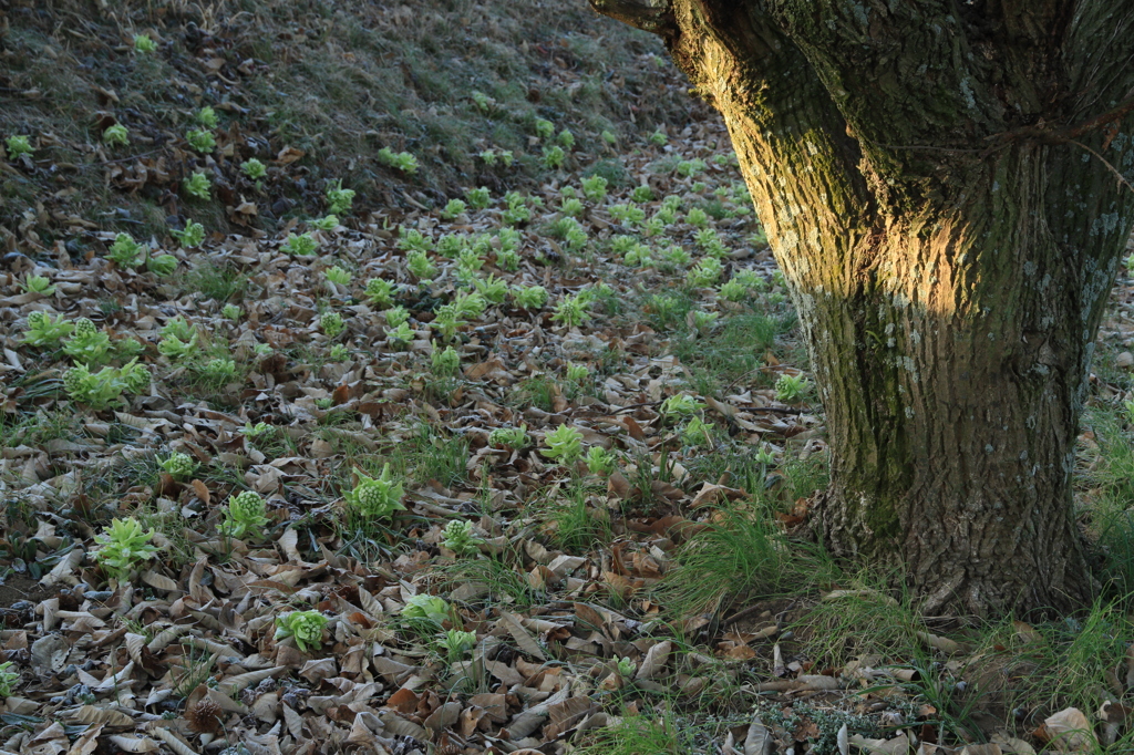 IMG_5081春のおとずれ