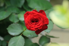 今年も真っ赤なバラが咲きました。