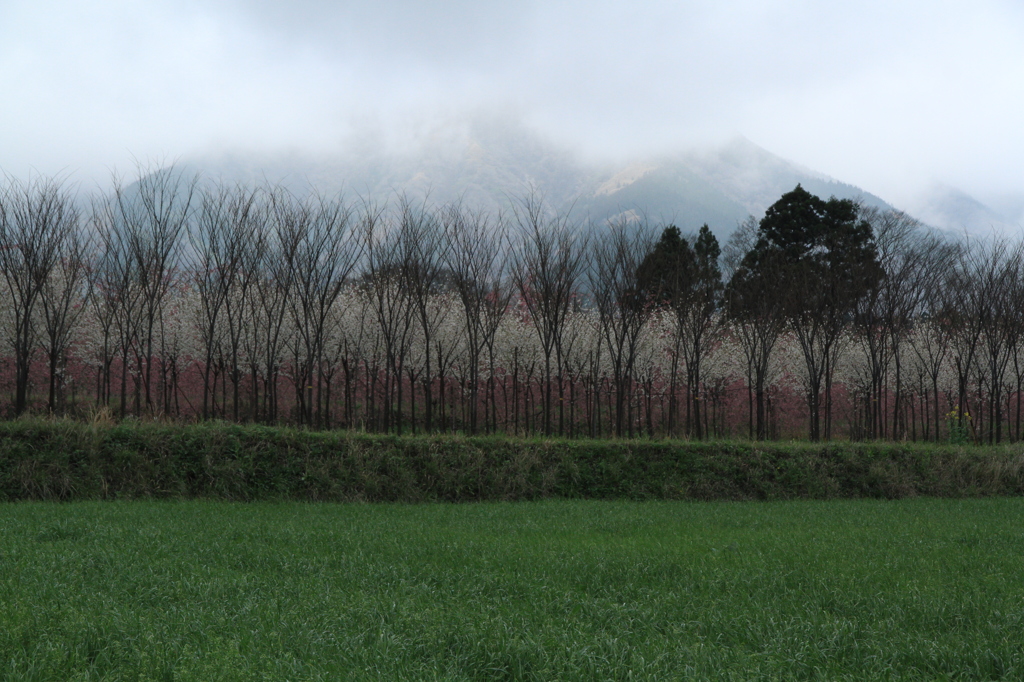 IMG_0045鍋の平牧場の春