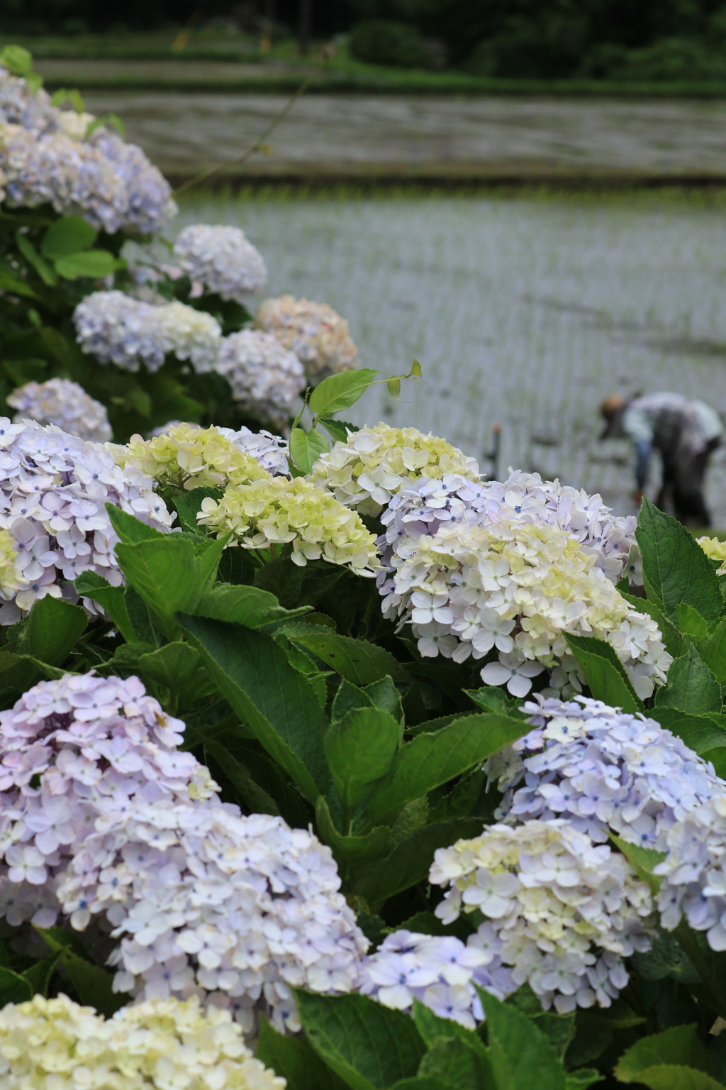 白い紫陽花